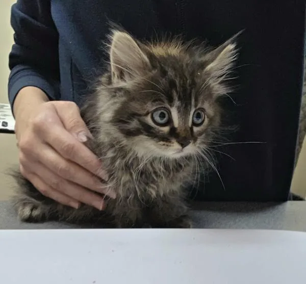 A baby small-sized female Domestic Medium Hair cat named Beanie for adoption in Kennewick, WA