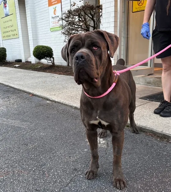 A young large-sized female blue/gray Cane Corso dog named Linda for adoption