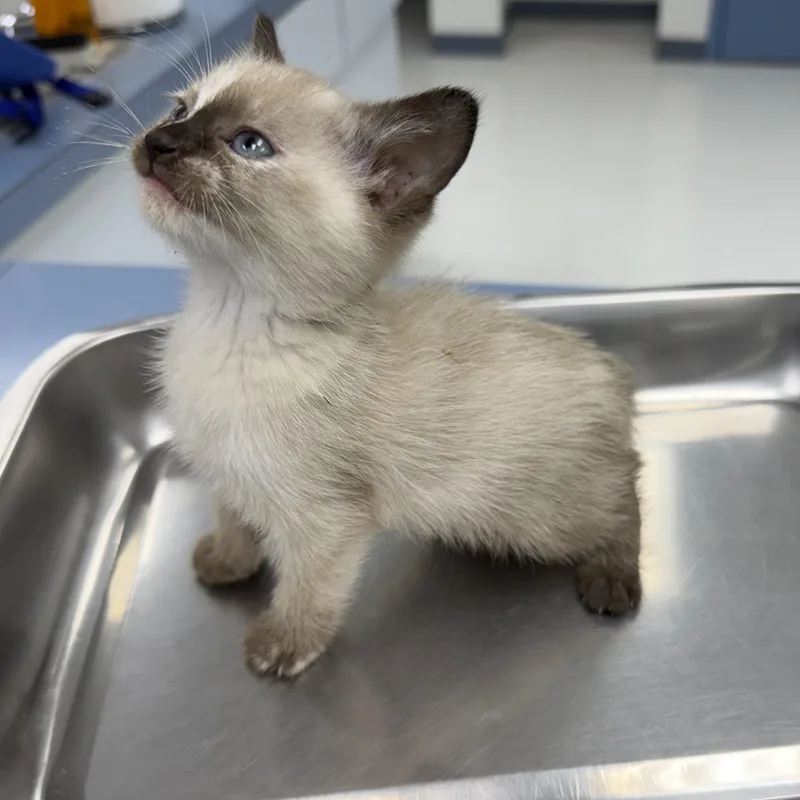 A baby small-sized female Chocolate Point Siamese cat named Celeste for adoption in Marfa, TX