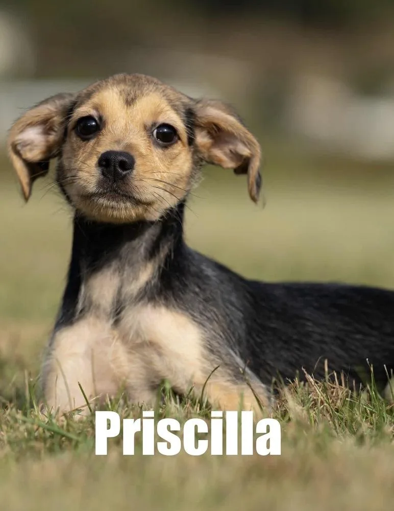 A baby small-sized female Chihuahua dog named Priscilla for adoption in Irwin, PA