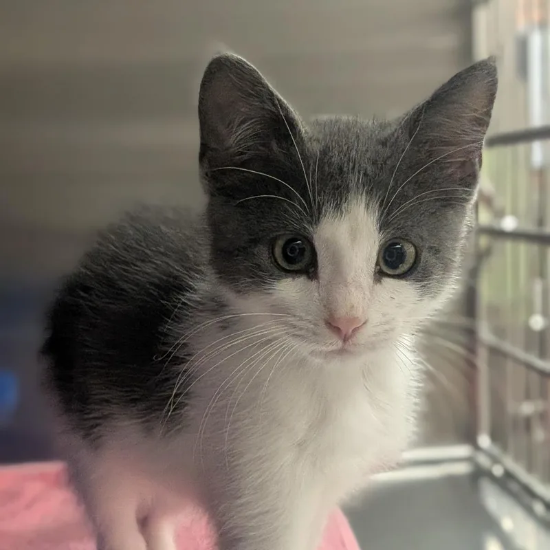 A baby small-sized male Gray / Blue / Silver Domestic Short Hair cat named Parker for adoption in Prairie du Chien, WI