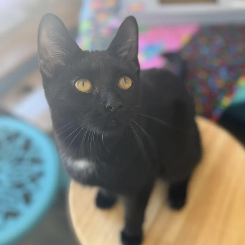 A baby medium-sized female Black Domestic Short Hair cat named Diamond for adoption in East Amherst, NY