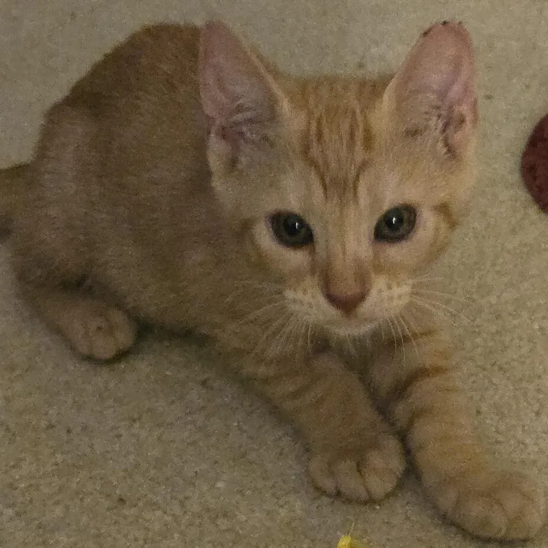 A baby small-sized male Orange / Red Domestic Short Hair cat named Rudy for adoption in Clearwater, FL