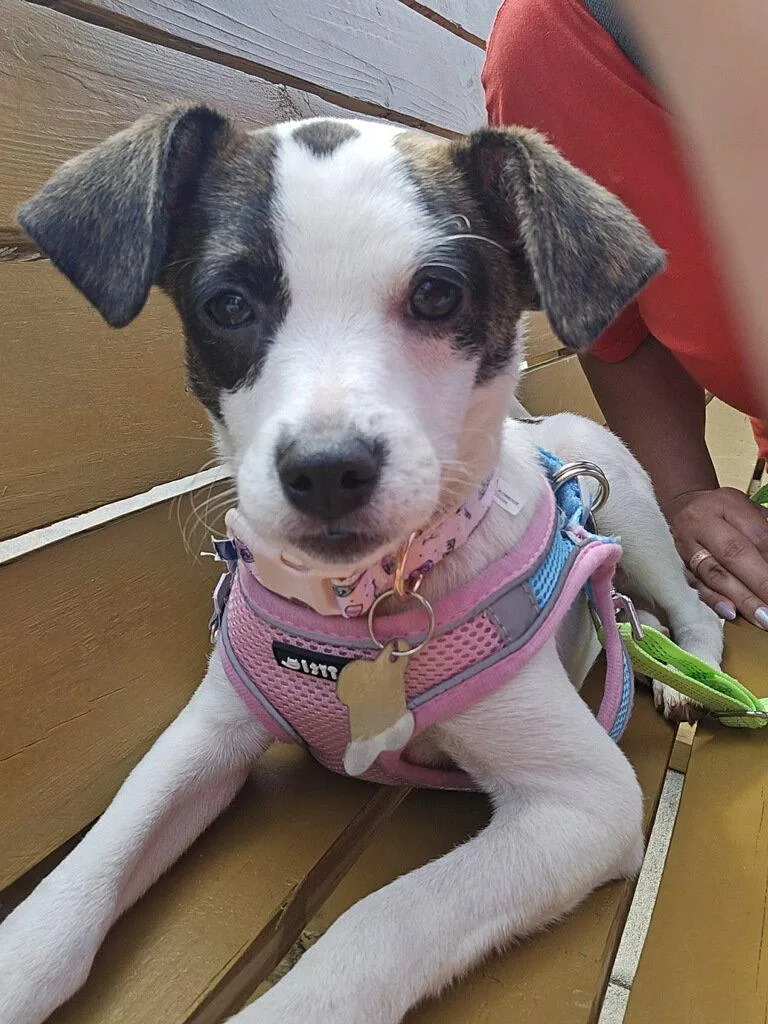 Pixie Fh thumbnail 3