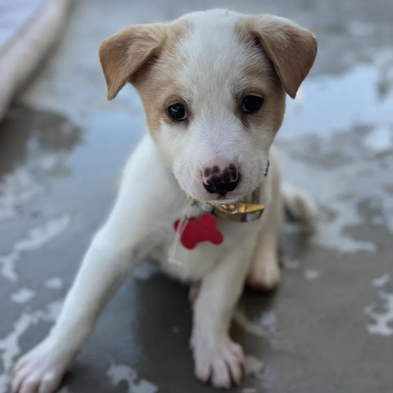 A baby medium-sized female White / Cream Siberian Husky dog named Misty for adoption in Oceanside, CA