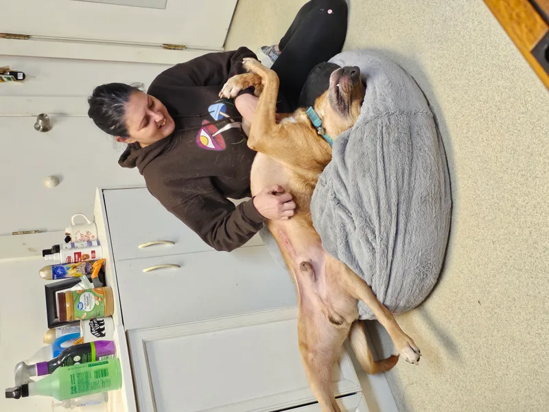 An adult large-sized male Golden Mixed Breed dog named Anchor for adoption in TULSA, OK