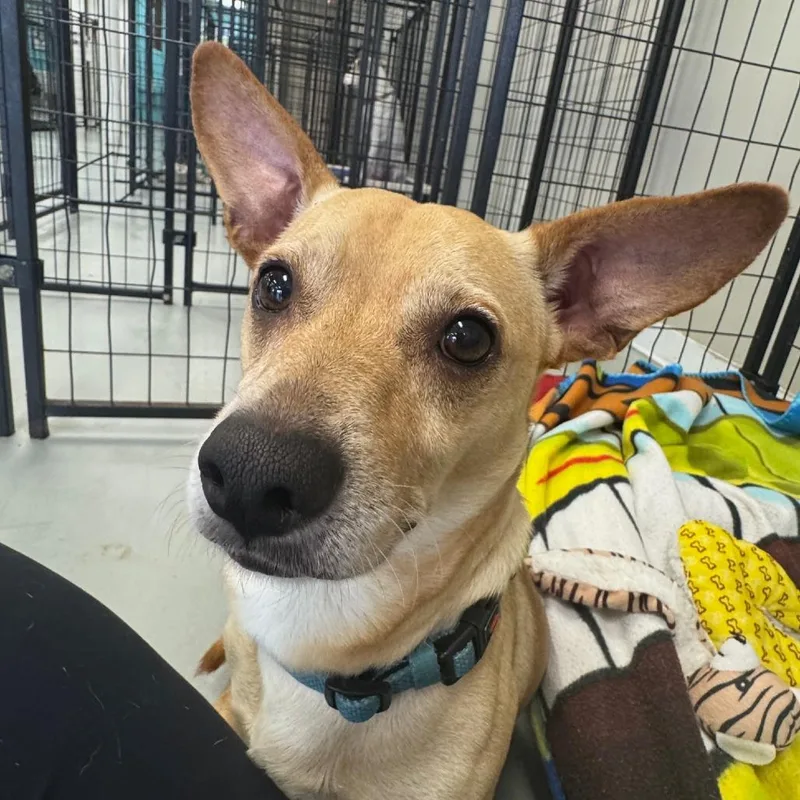 An adult small-sized male Yellow / Tan / Blond / Fawn Chihuahua dog named Lil Bit for adoption in Houston, TX
