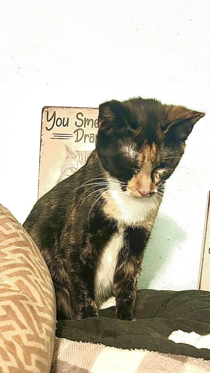 An adult medium-sized female Gray & White Domestic Short Hair cat named Lizzy for adoption in Cypress, TX