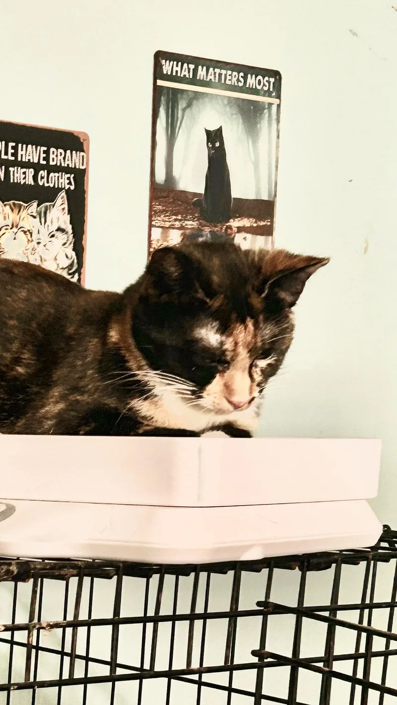 Lizzy thumbnail 2