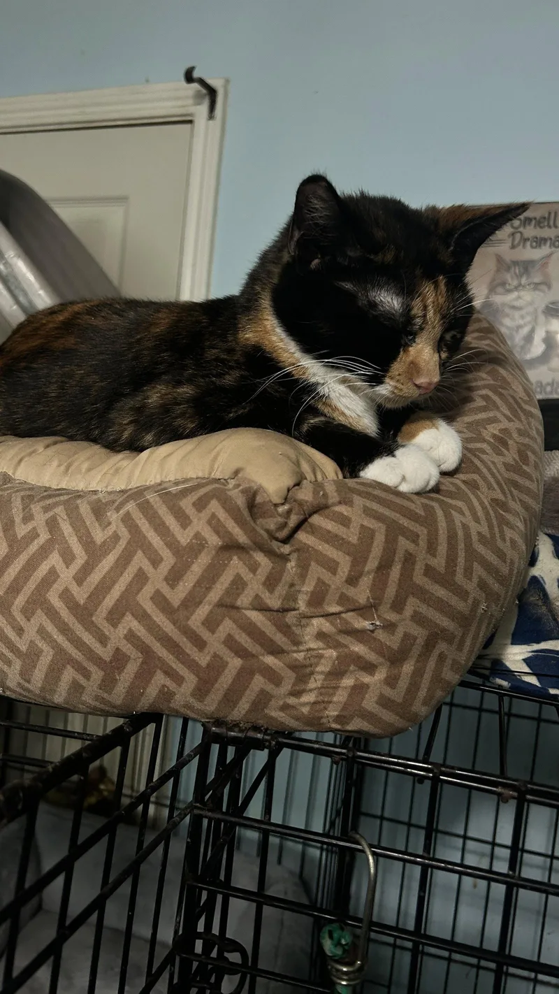 Lizzy thumbnail 3