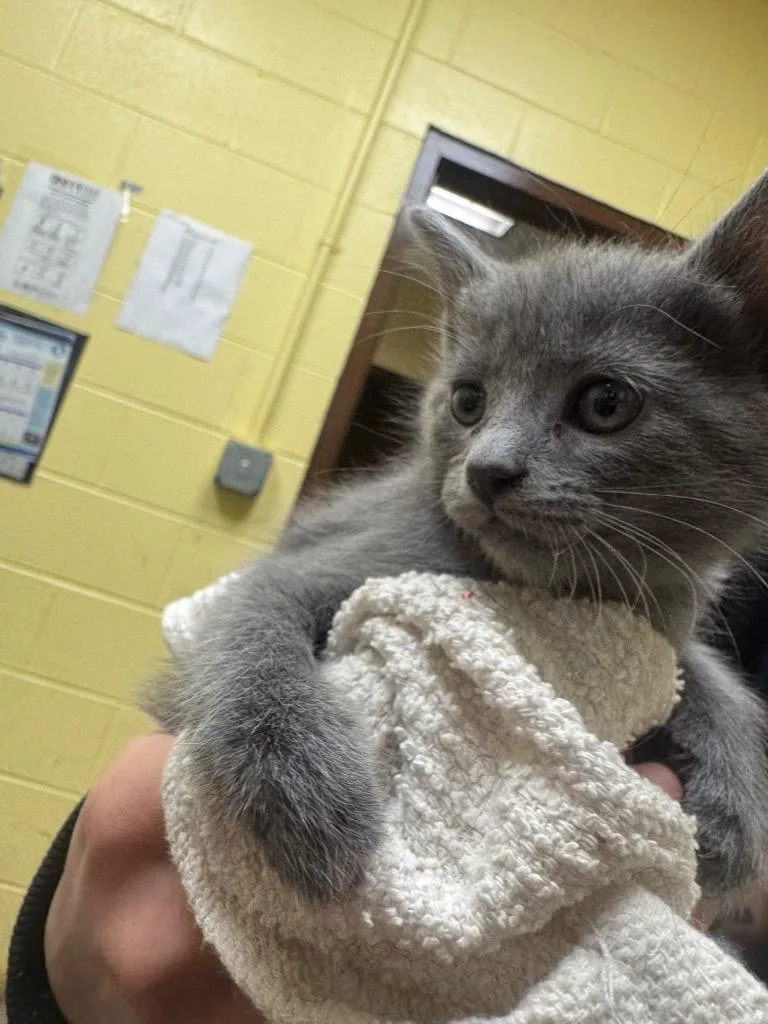 A baby small-sized female Domestic Short Hair cat named Bacardi for adoption in Crossville, TN