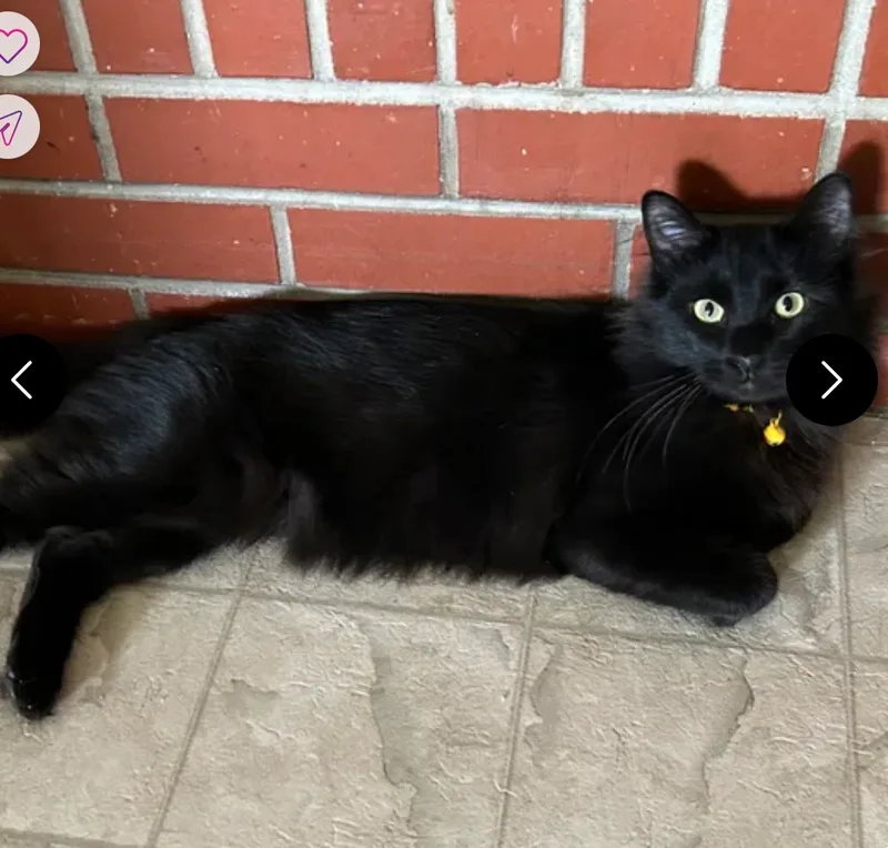 A young small-sized male American Shorthair cat named Hershey for adoption in Meeker, OK
