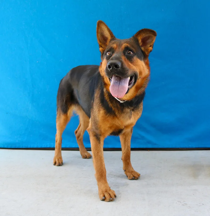 An adult large-sized female German Shepherd Dog dog named Lola for adoption in Pasadena, CA
