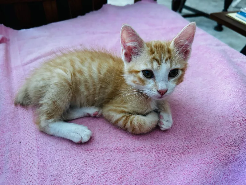 A baby small-sized male Orange tabby American Shorthair cat named Peanut for adoption in Meeker, OK