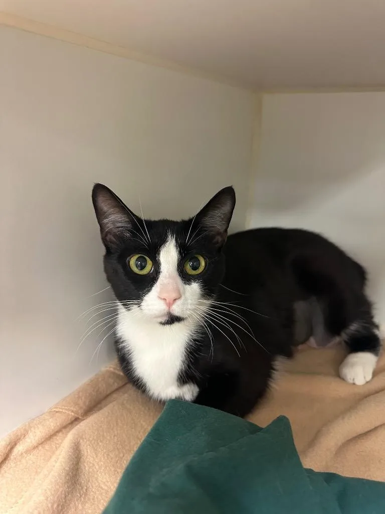 A young medium-sized female Domestic Short Hair cat named Ginger for adoption in Johnson City, TN