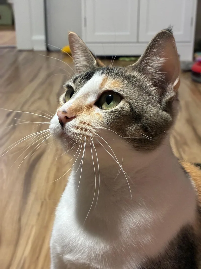 A young medium-sized female Calico cat named Serenity for adoption
