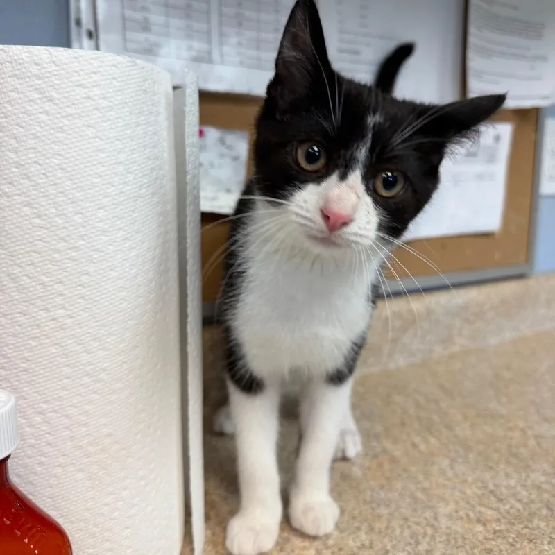 A baby medium-sized male Domestic Short Hair cat named McDagger for adoption in Easton, PA