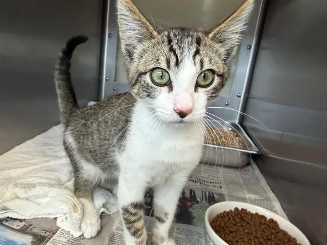 A baby small-sized male Domestic Short Hair cat named Dru for adoption in Santa Rosa, CA