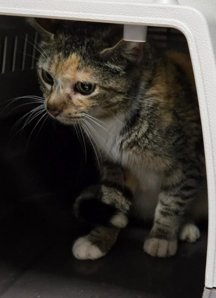 A young medium-sized female Domestic Short Hair cat named Lyle for adoption in Mount Gilead, NC