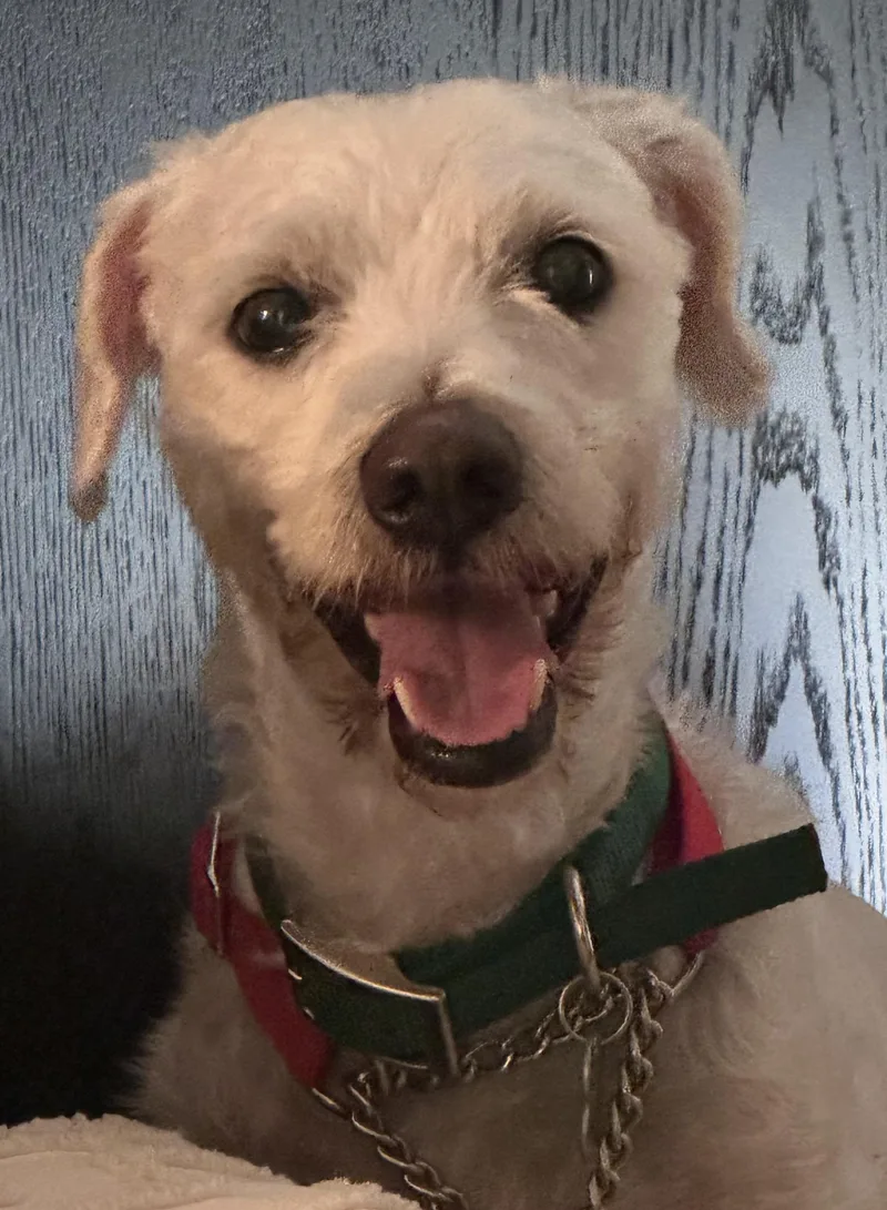 A young small-sized male Poodle dog named Elf for adoption in Upland, CA