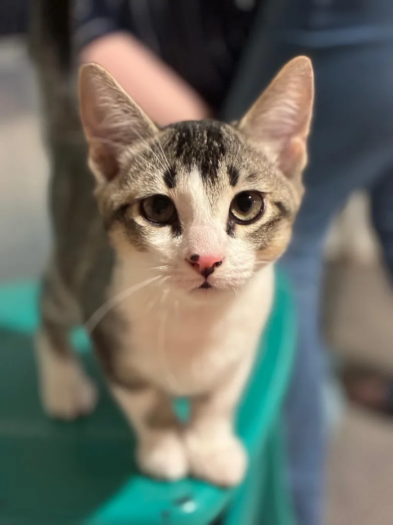 A baby small-sized male Grey Domestic Short Hair cat named Chaos for adoption
