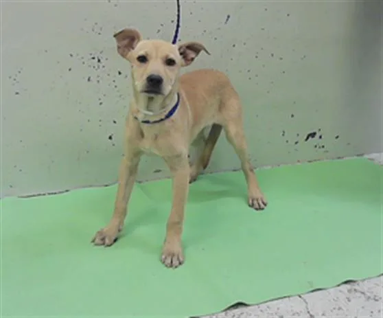 A baby small-sized female German Shepherd Dog dog named Minnie for adoption in Houston, TX