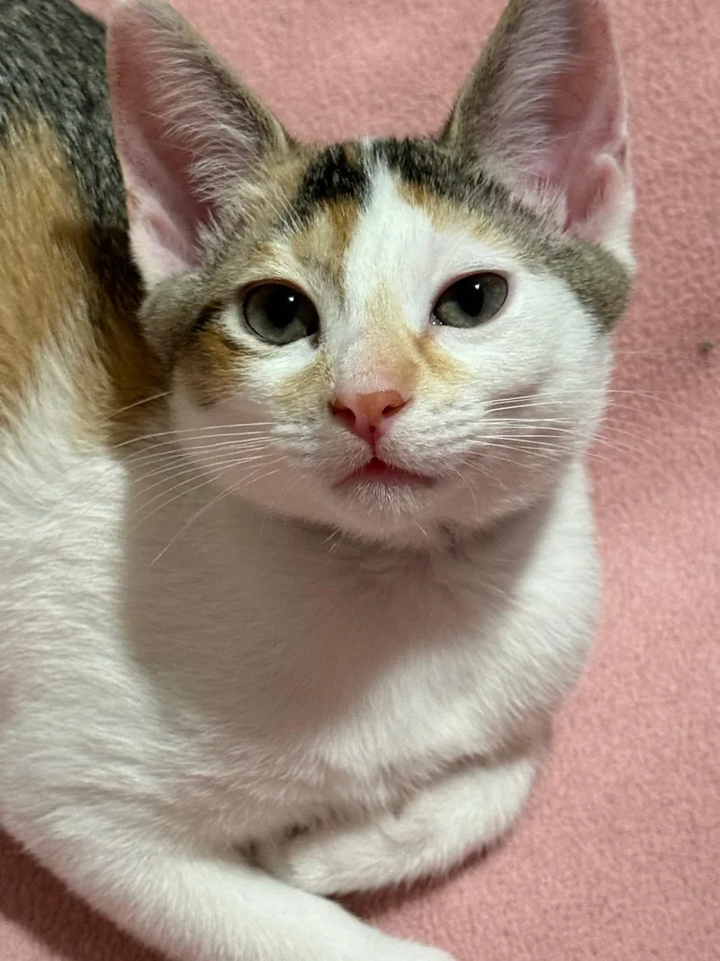 A baby small-sized female Calico cat named Havoc for adoption