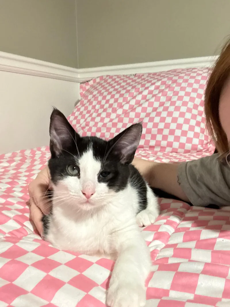 A baby small-sized male tuxedo Domestic Short Hair cat named Pandemonium for adoption