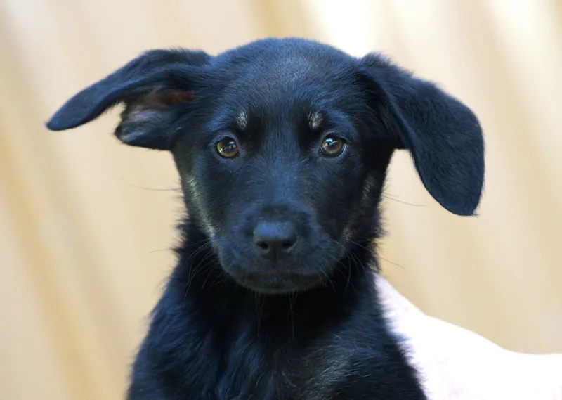 A baby medium-sized female Bicolor Mixed Breed dog named Stevie Nicks for adoption in Hoquiam, WA
