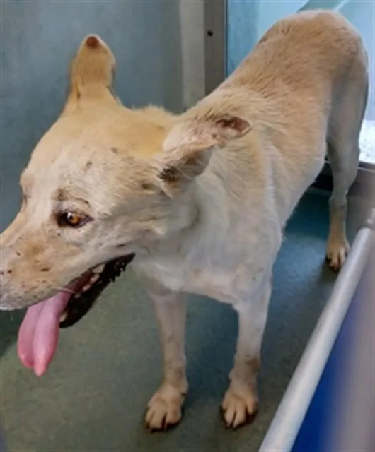 A young medium-sized female Labrador Retriever dog named Linda for adoption in Baldwin Park, CA