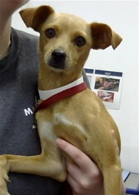 A young small-sized female Chihuahua dog named Katana for adoption in Mesa, AZ