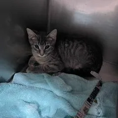A baby medium-sized male Gray / Blue / Silver Domestic Short Hair cat named Bubbles for adoption in Marble, NC