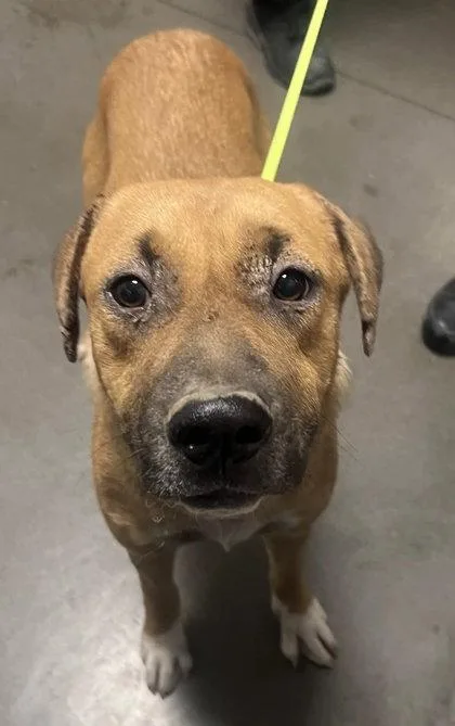 An adult large-sized female Mixed Breed dog named Smudge for adoption in Fresno, CA