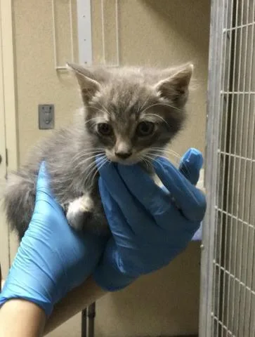 A baby small-sized female Domestic Short Hair cat named Mindy for adoption in Riverside, CA