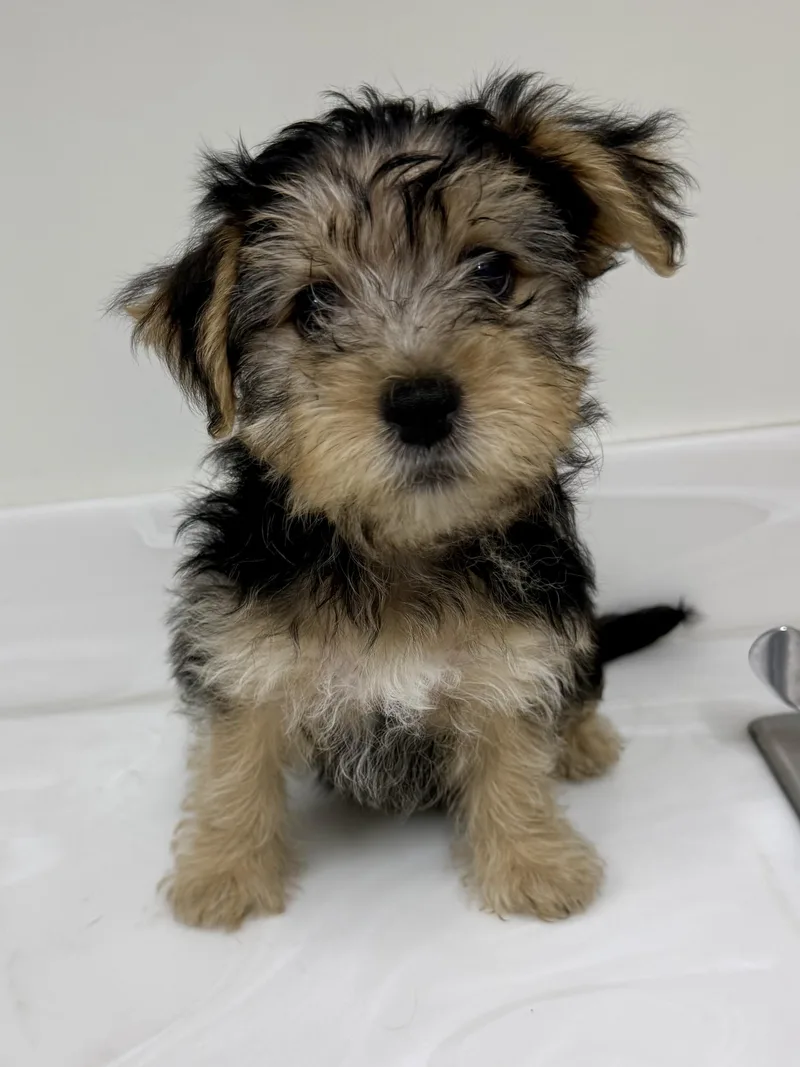 A baby small-sized male Black Yorkshire Terrier dog named Paddington for adoption in Los Alamitos, CA
