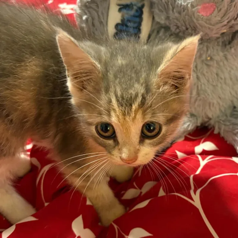 A baby small-sized female Domestic Medium Hair cat named Wisp for adoption in Winchester, VA