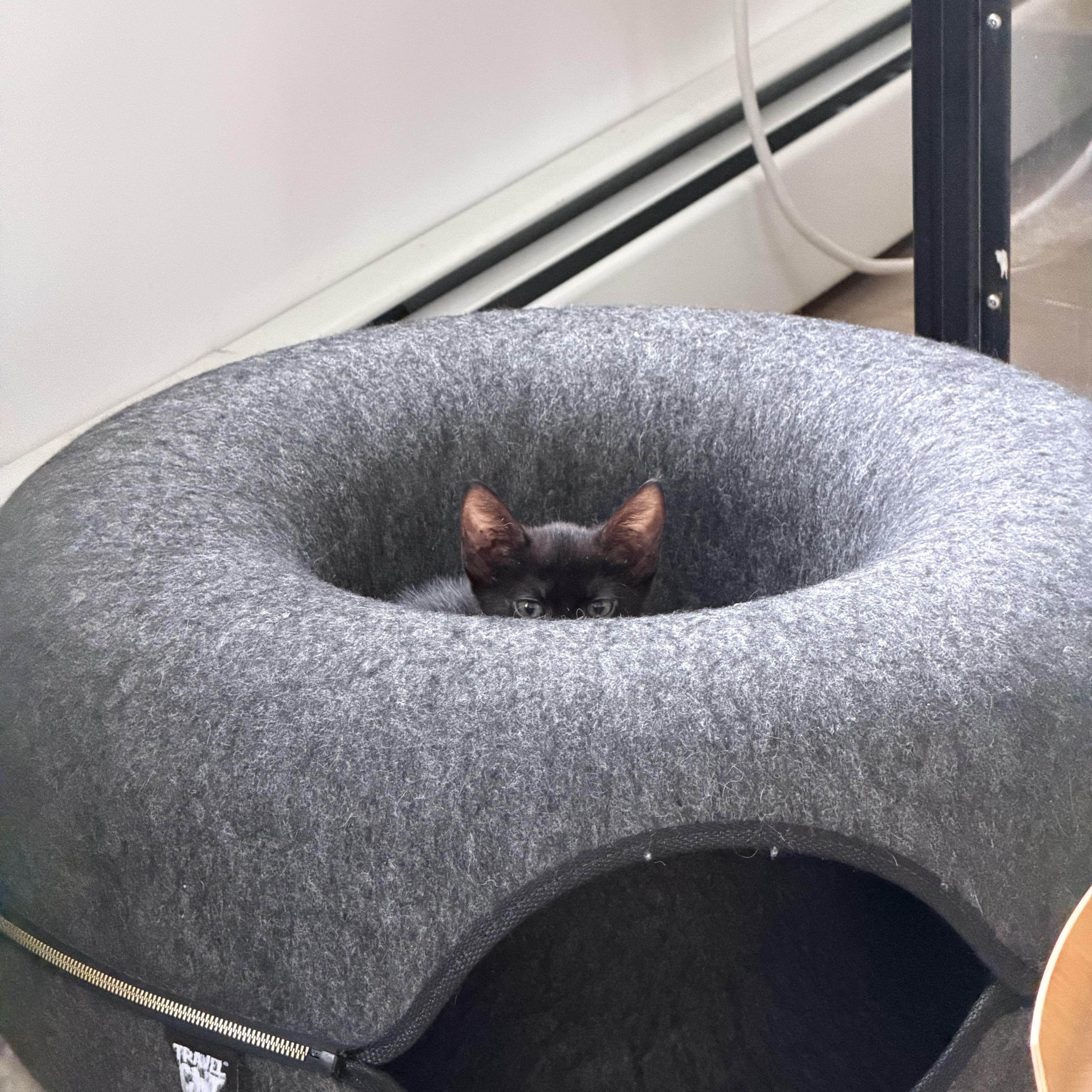 A baby medium-sized female Black Domestic Short Hair cat named Bonbon for adoption in BROOKLYN, NY