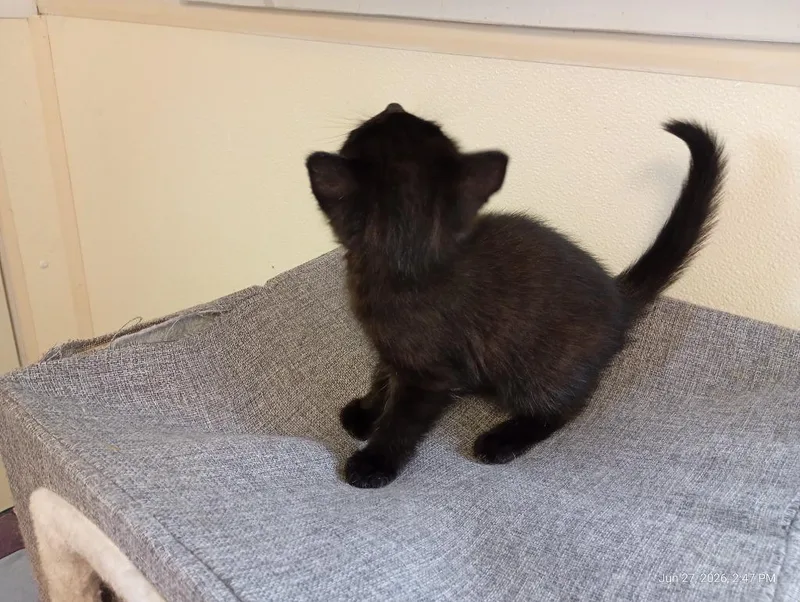 A baby small-sized female Domestic Short Hair cat named Squirrel for adoption in Saint James, MN