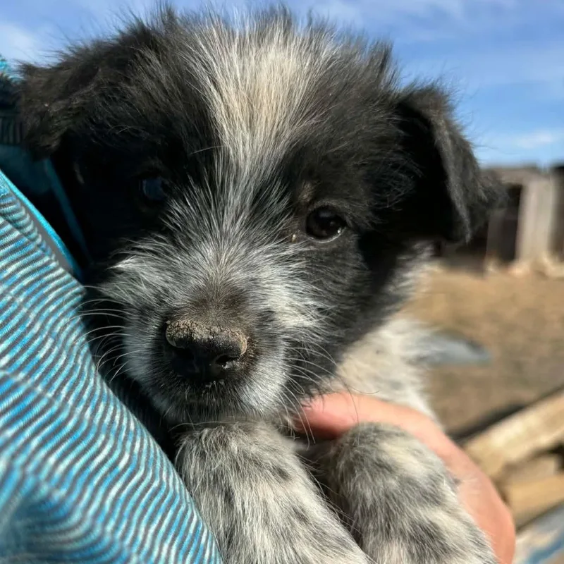 A baby medium-sized male Black Wirehaired Terrier dog named Wilbur for adoption in Scottsdale, AZ