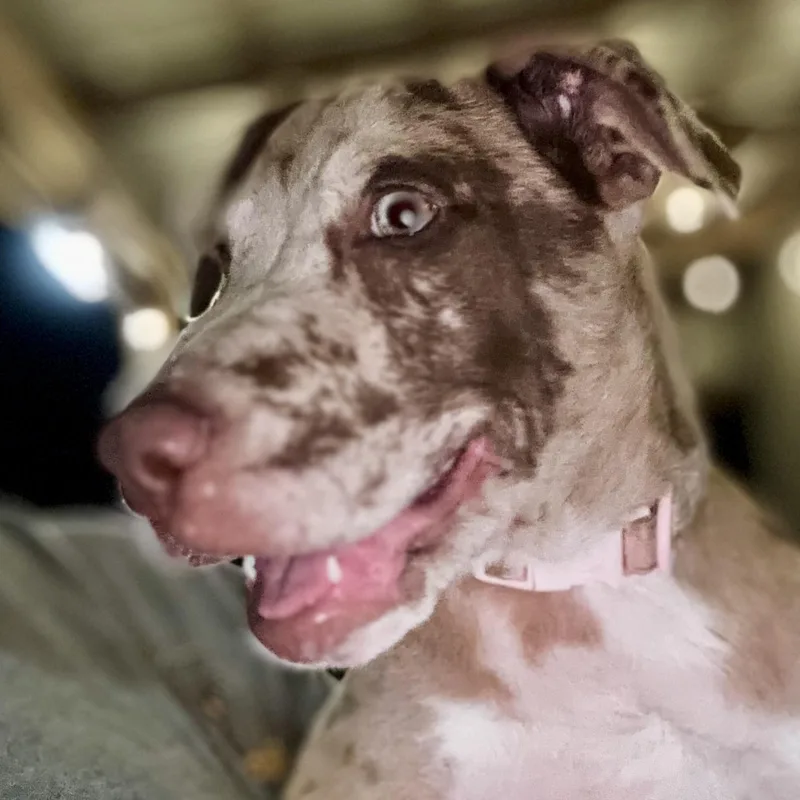 A baby medium-sized female Merle (Red) American Staffordshire Terrier dog named Athena for adoption in Liverpool, TX