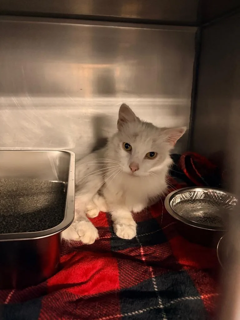 A baby medium-sized male Domestic Long Hair cat named Snowbell for adoption in Huntington, IN