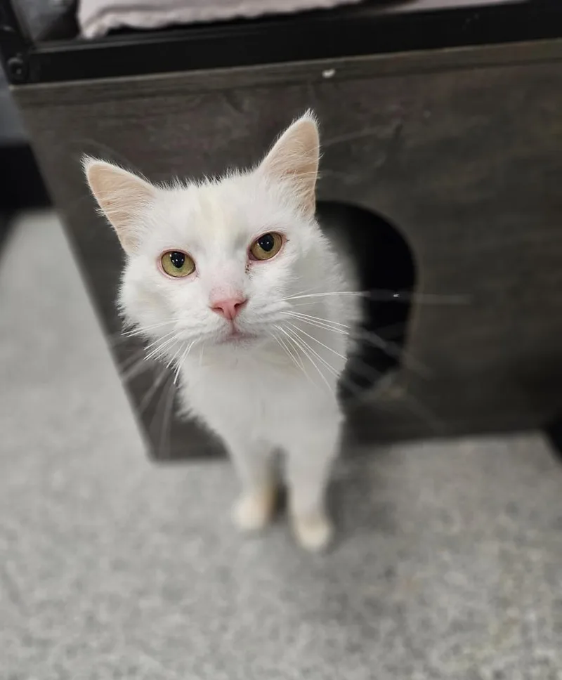 Snowbell thumbnail 2