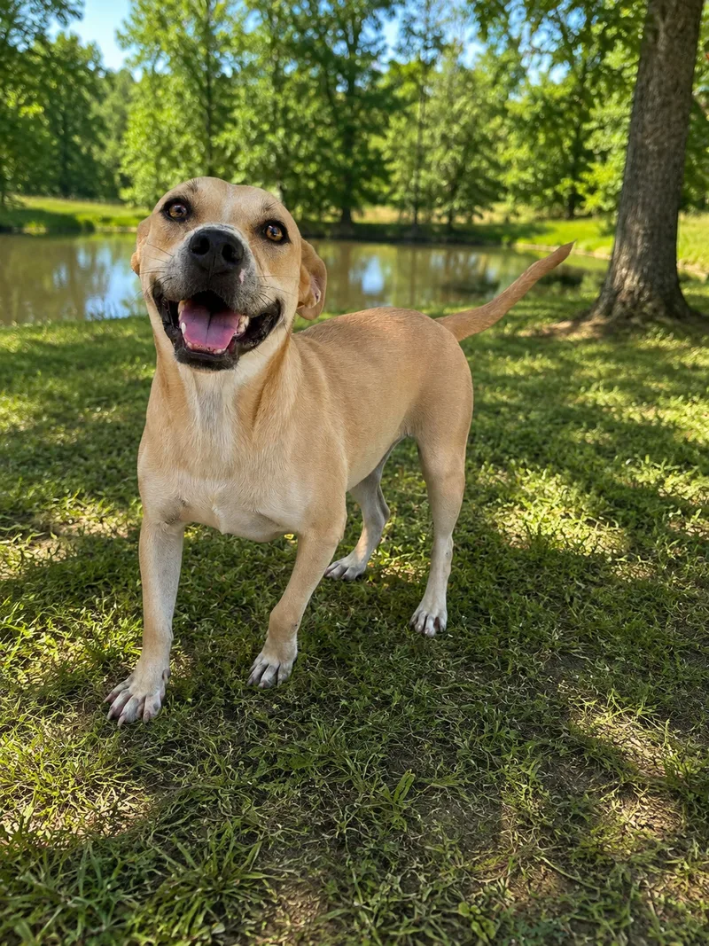 A young medium-sized female Tan Pit Bull Terrier dog named Susie Q for adoption