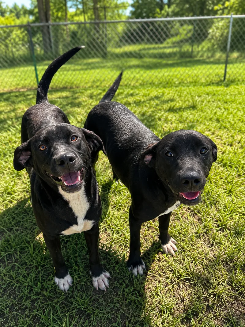 A young medium-sized female Black Labrador Retriever dog named Anju for adoption in Mexia, TX