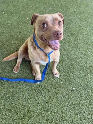 A young small-sized male Terrier dog named Boris for adoption in San Martin, CA