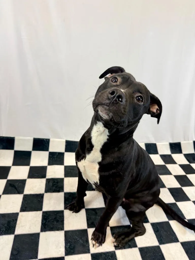 A young medium-sized male Mixed Breed dog named Donny for adoption in Muskegon, MI
