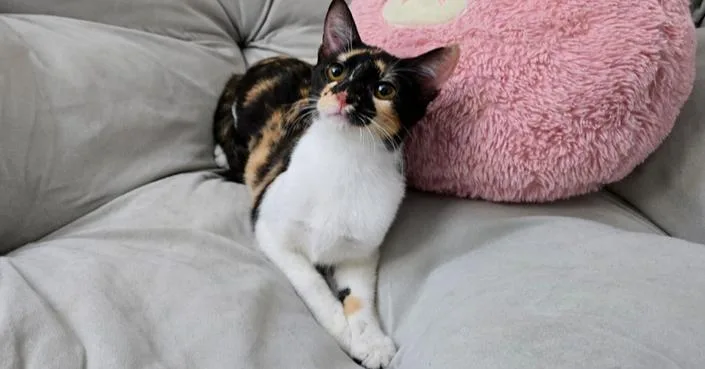 Mimi
