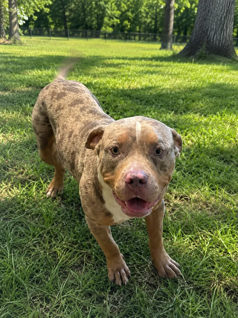 A young extra large-sized male Merle Pit Bull Terrier dog named Moe for adoption in Mexia, TX