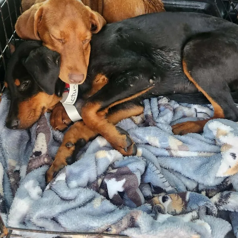 A baby large-sized female Black Doberman Pinscher dog named Lotus for adoption in Hackett, AR
