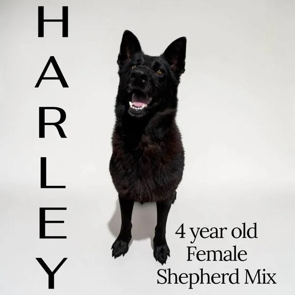 An adult medium-sized female German Shepherd Dog dog named Harley for adoption in Nicholasville, KY